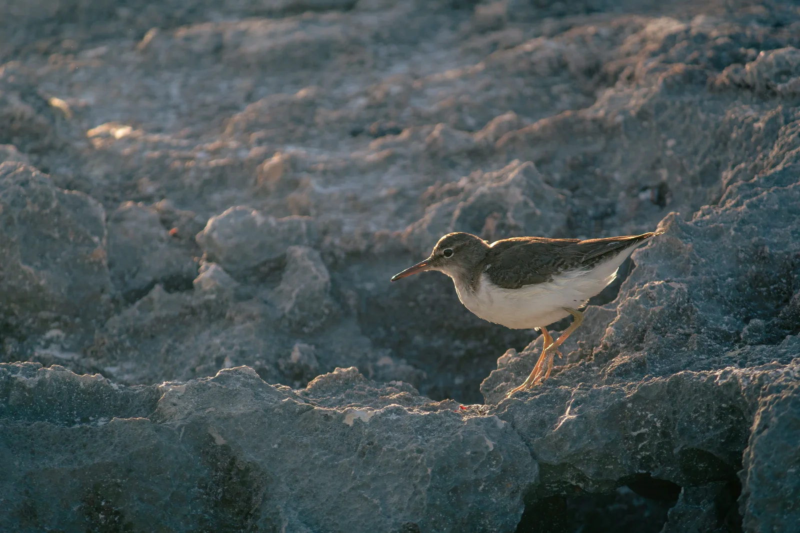 nature photography by JRMGraphy
